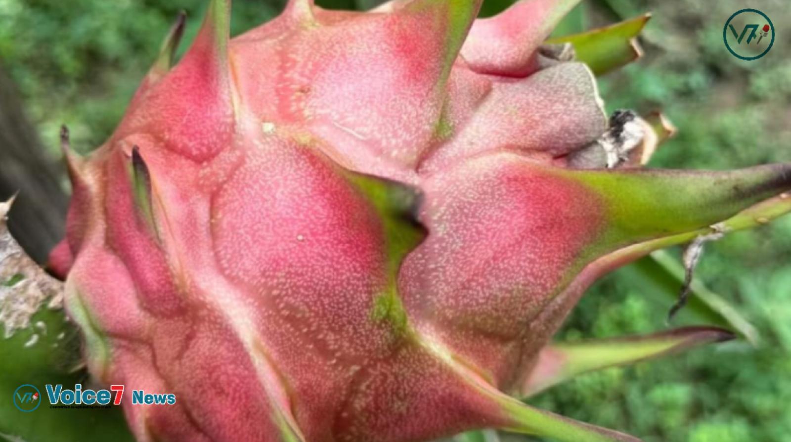  Dragon fruit cultivation does not require water and fertilizer, so the interest of farmers in dragon crops is increasing.